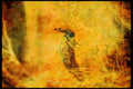 Wading Birds 289050 Peacock A4 Limited Edition Watercolour Print