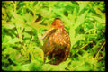 Wading Birds 289052 Limpkin A4 Limited Edition Watercolour Print