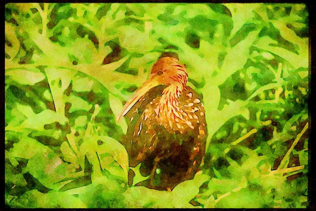 Wading Birds 289052 Limpkin A4 Limited Edition Watercolour Print