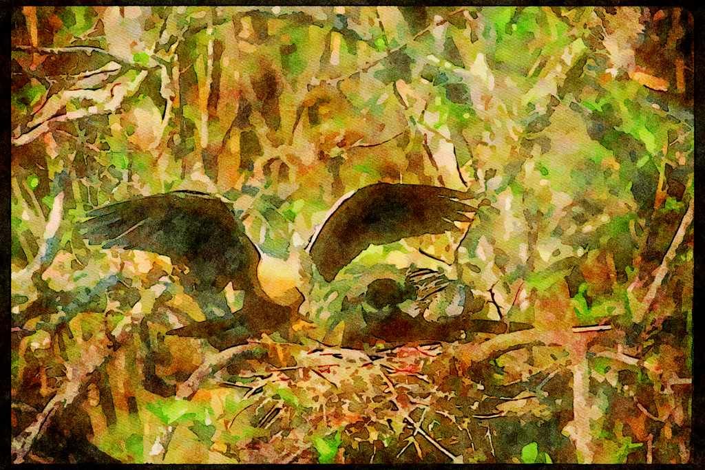 Wading Birds 289054 Anhingas, Pair At Nest A4 Limited Edition Watercolour Print