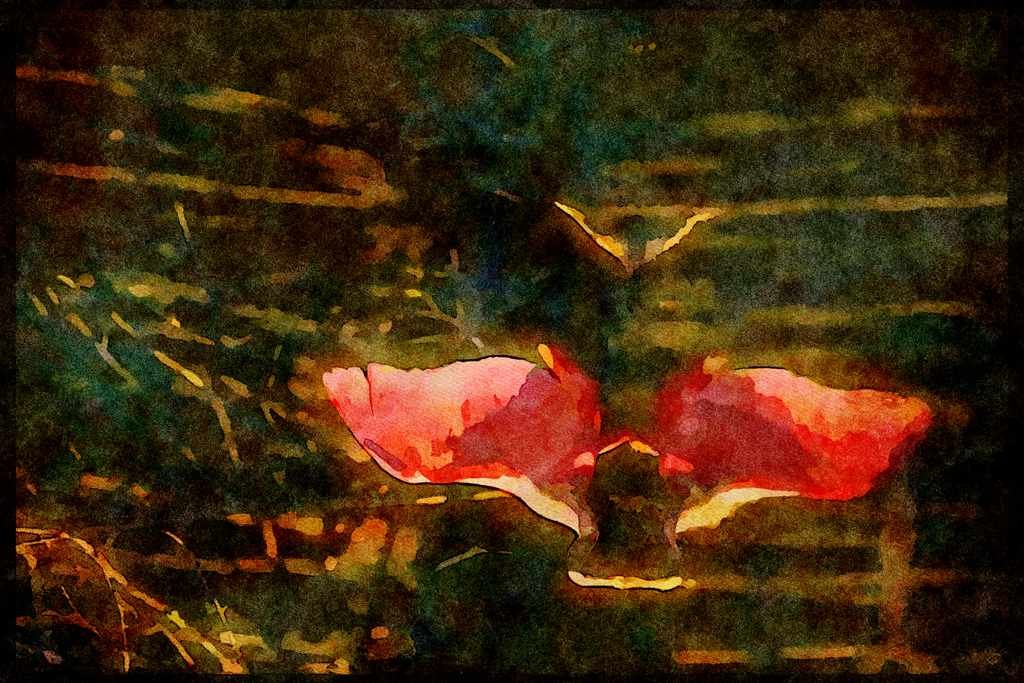 Wading Birds 289055 Roseate Spoonbill, Fishing A4 Limited Edition Watercolour Print