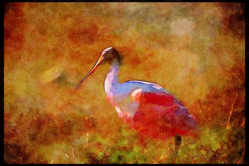Wading Birds 289057 Roseate Spoonbill A4 Limited Edition Watercolour Print