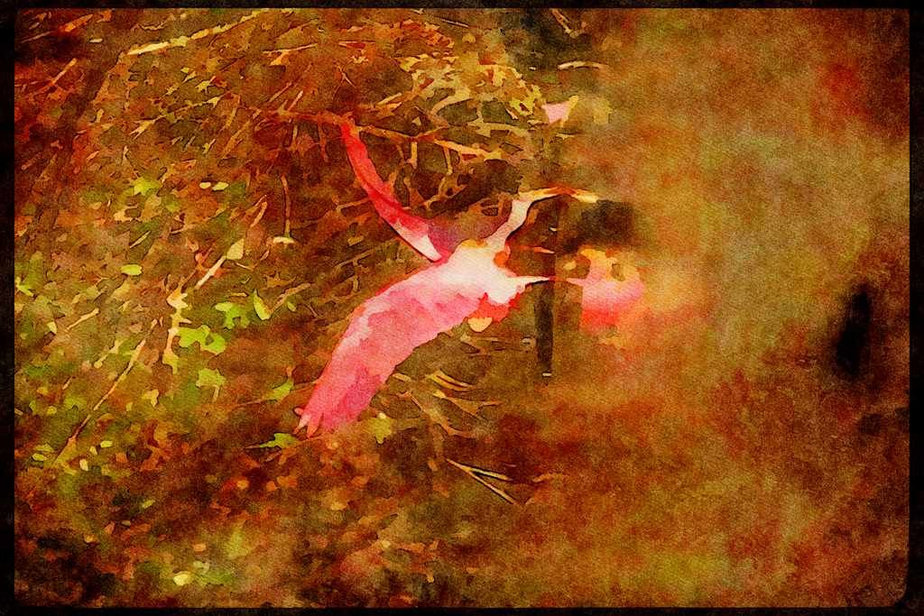 Wading Birds 289059 Roseate Spoonbill, Fishing A4 Limited Edition Watercolour Print