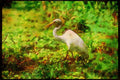 Wading Birds 289060 Great Egret A4 Limited Edition Watercolour Print