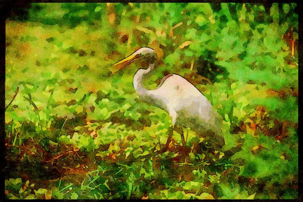 Wading Birds 289060 Great Egret A4 Limited Edition Watercolour Print