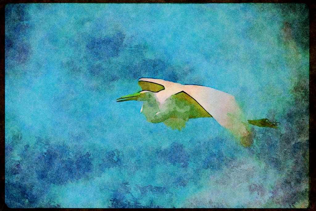 Wading Birds 289061 Great Egret, In Flight A4 Limited Edition Watercolour Print