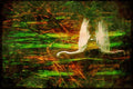 Wading Birds 289063 Great Egret A4 Limited Edition Watercolour Print