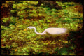 Wading Birds 289064 Great Egret A4 Limited Edition Watercolour Print