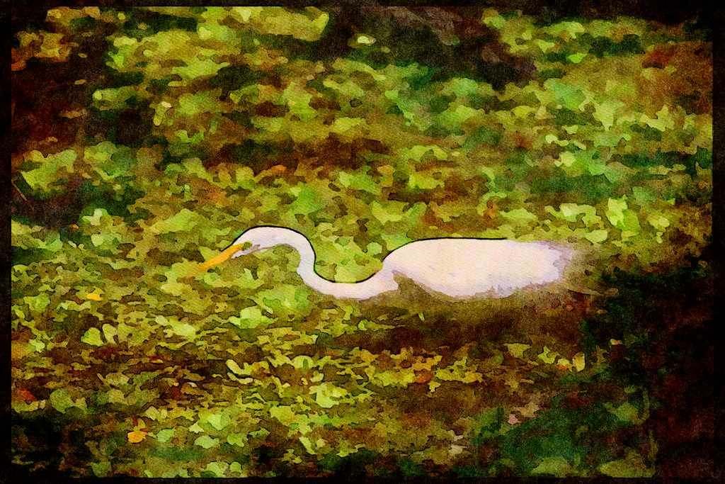 Wading Birds 289064 Great Egret A4 Limited Edition Watercolour Print
