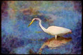 Wading Birds 289065 Great Egret A4 Limited Edition Watercolour Print