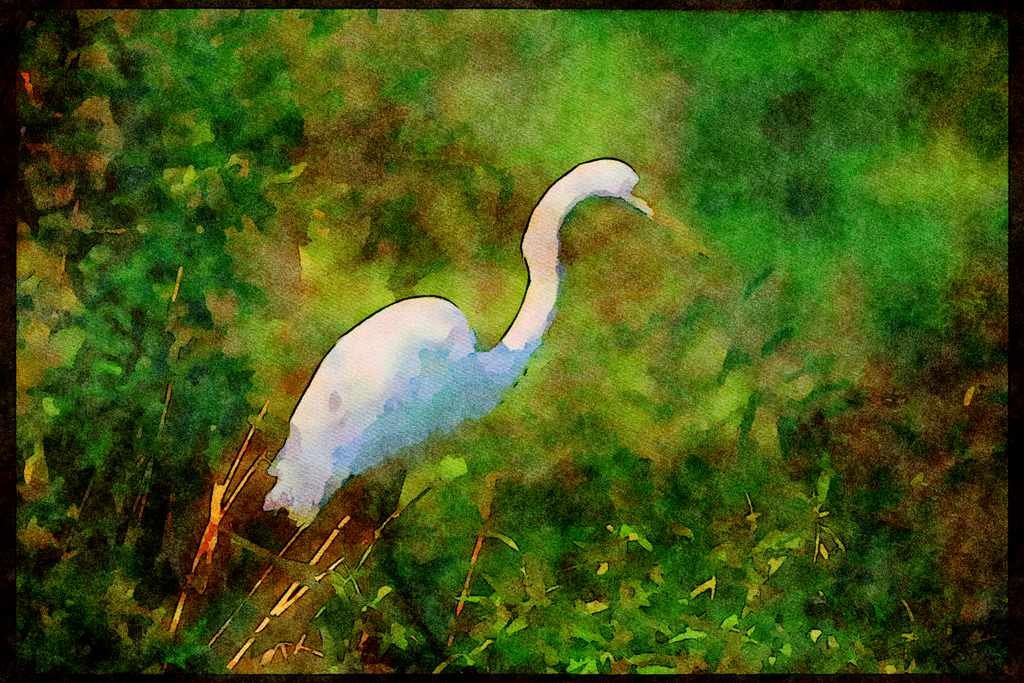 Wading Birds 289067 Great Egret A4 Limited Edition Watercolour Print