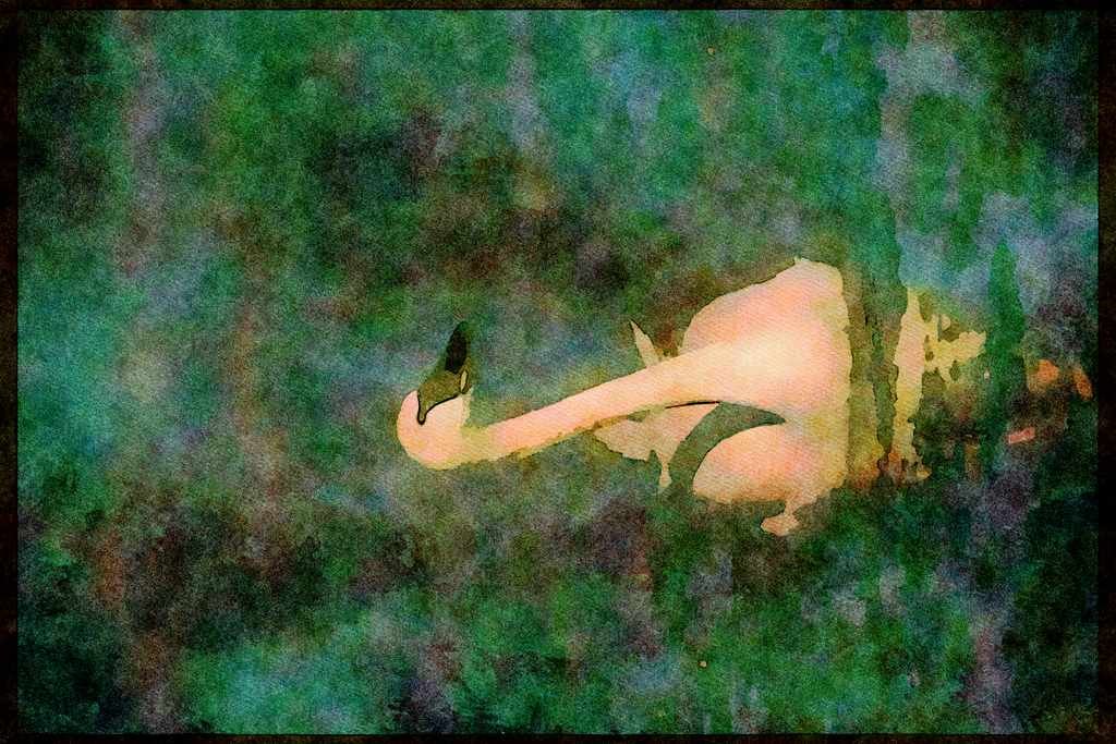 Wading Birds 289068 Whistling Swan, In Icy River A4 Limited Edition Watercolour Print