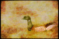 Wading Birds 289070 Atlantic Brant Goose A4 Limited Edition Watercolour Print