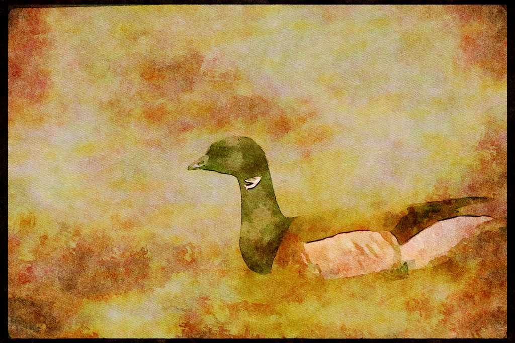 Wading Birds 289070 Atlantic Brant Goose A4 Limited Edition Watercolour Print