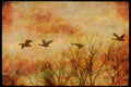 Wading Birds 289072 Canada Geese, In Flight A4 Limited Edition Watercolour Print
