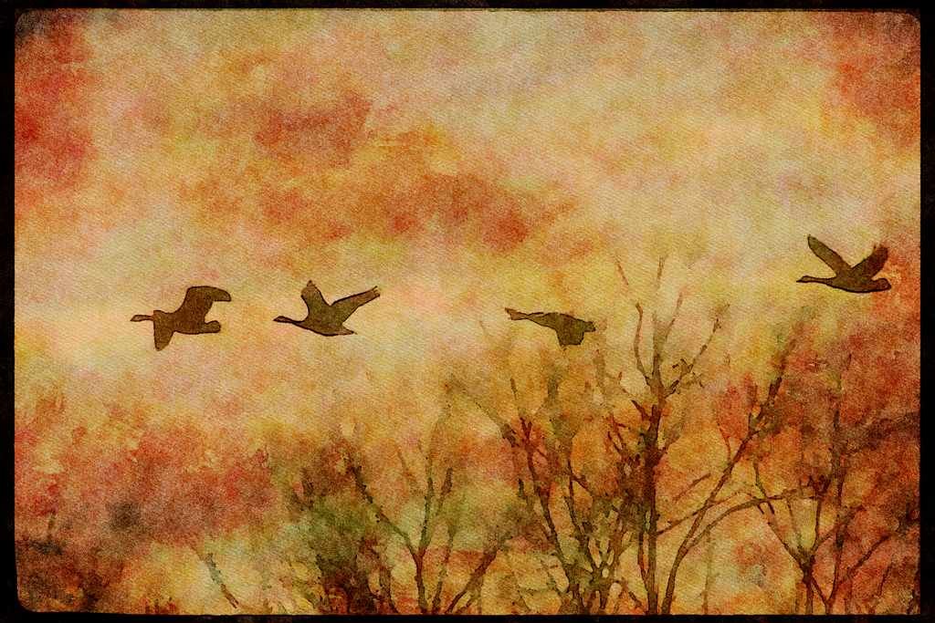 Wading Birds 289072 Canada Geese, In Flight A4 Limited Edition Watercolour Print