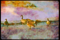 Wading Birds 289075 Canada Geese, Standing On Ice A4 Limited Edition Watercolour Print