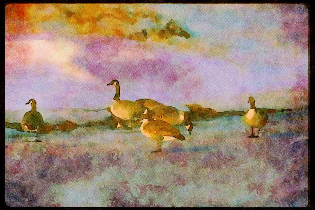 Wading Birds 289075 Canada Geese, Standing On Ice A4 Limited Edition Watercolour Print