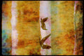 Wading Birds 289076 Canada Geese, In Flight A4 Limited Edition Watercolour Print