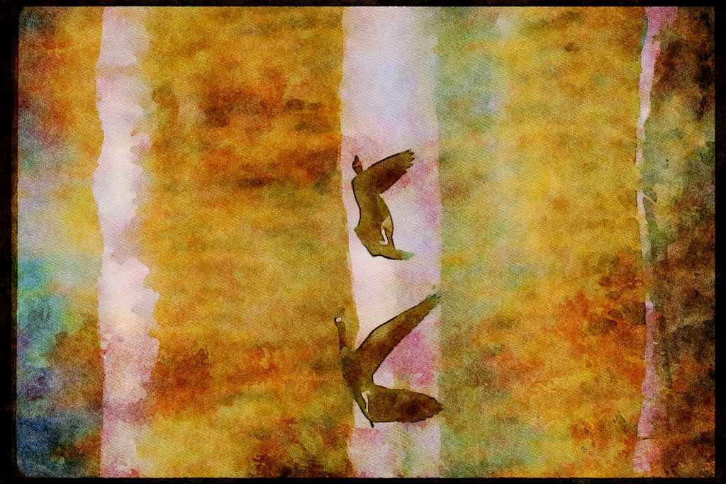 Wading Birds 289076 Canada Geese, In Flight A4 Limited Edition Watercolour Print