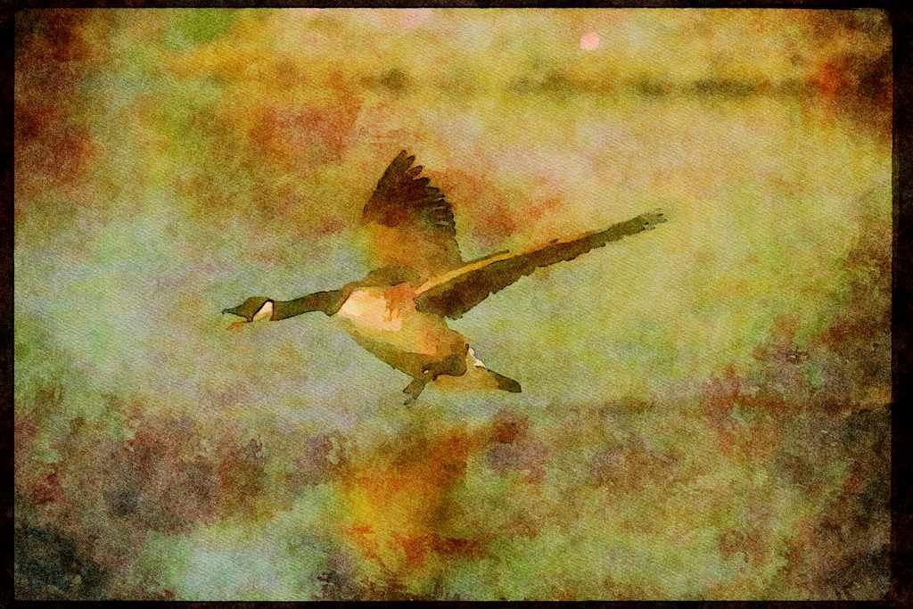 Wading Birds 289077 Canada Goose, Chasing Others Away From Its Territory A4 Limited Edition Watercolour Print