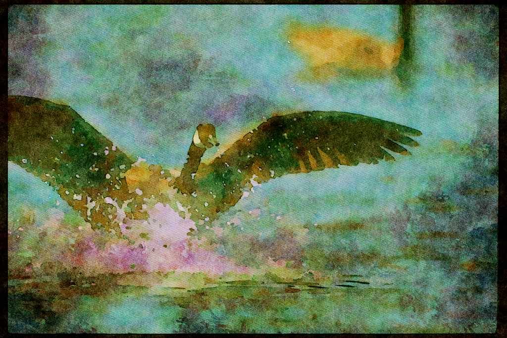 Wading Birds 289079 Canada Goose, Landing On Water A4 Limited Edition Watercolour Print