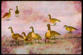 Wading Birds 289080 Canada Geese, Standing On Frozen River A4 Limited Edition Watercolour Print