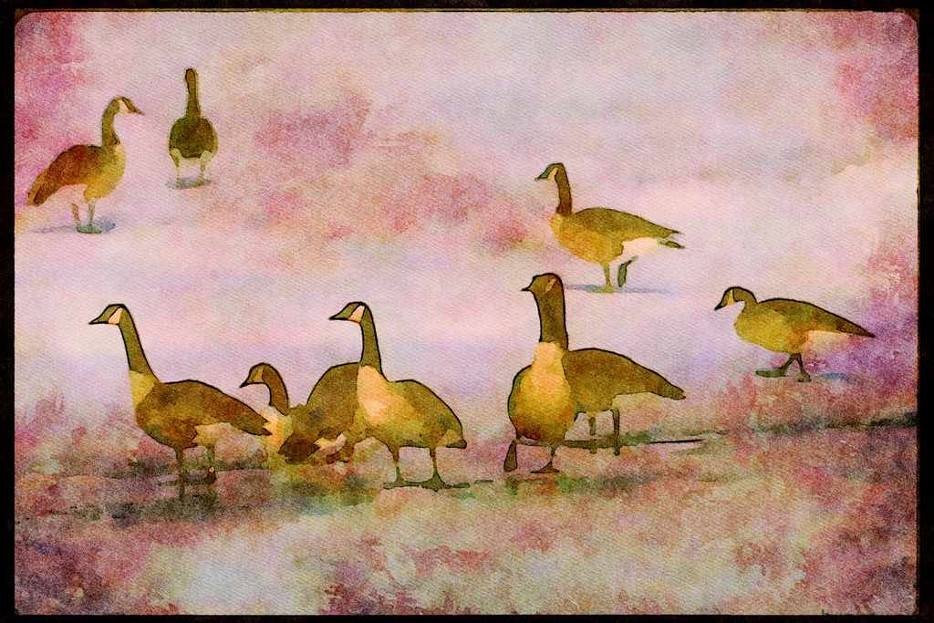 Wading Birds 289080 Canada Geese, Standing On Frozen River A4 Limited Edition Watercolour Print