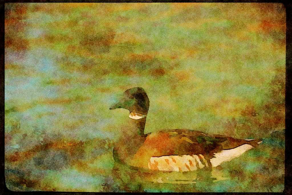 Wading Birds 289081 Atlantic Brant Goose A4 Limited Edition Watercolour Print