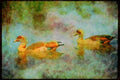 Wading Birds 289083 Egyptian Geese A4 Limited Edition Watercolour Print