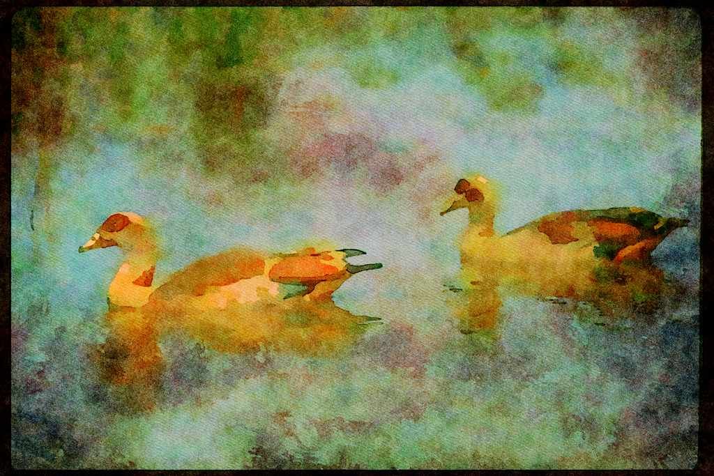 Wading Birds 289083 Egyptian Geese A4 Limited Edition Watercolour Print