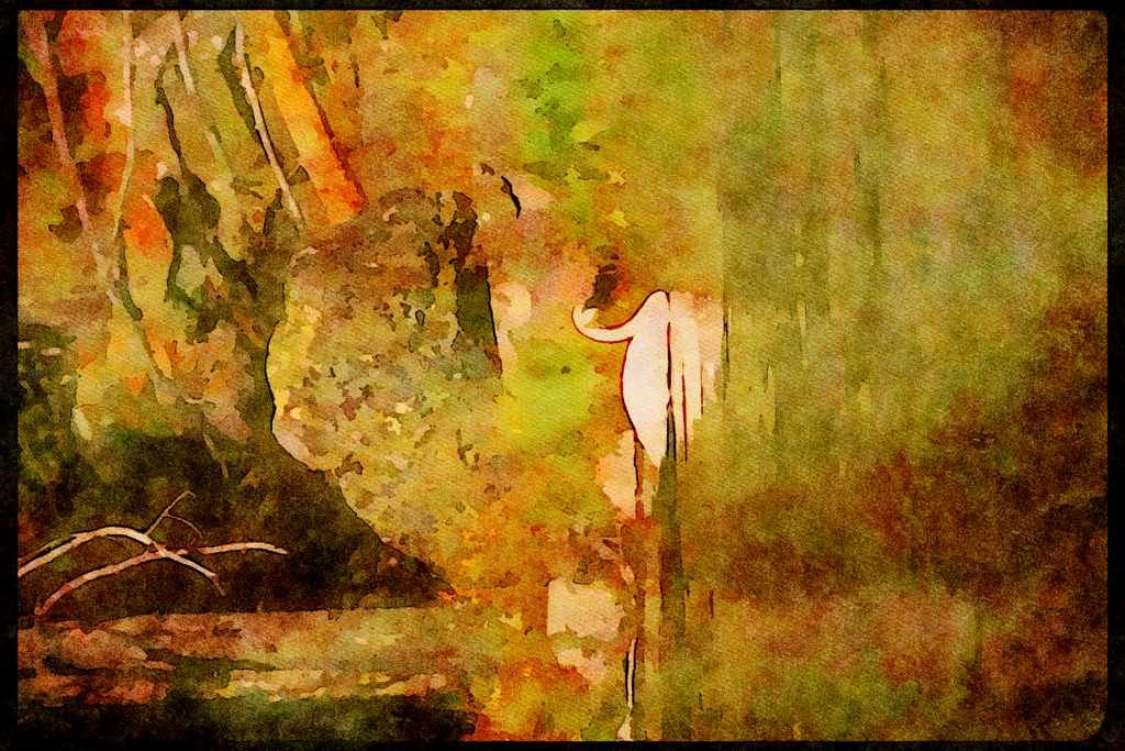 Wading Birds 289084 Trumpeter Swan A4 Limited Edition Watercolour Print
