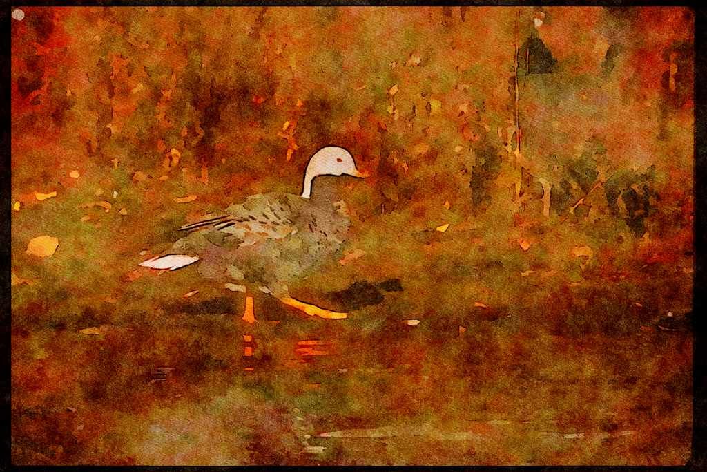 Wading Birds 289086 Emperor Goose A4 Limited Edition Watercolour Print