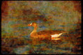 Wading Birds 289087 White fronted Goose A4 Limited Edition Watercolour Print