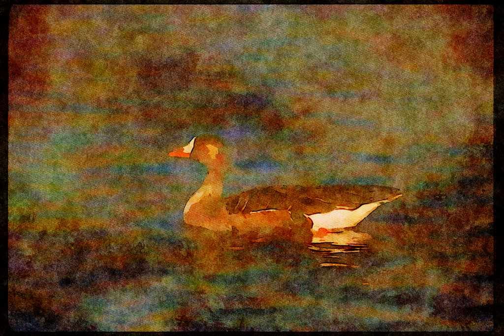 Wading Birds 289087 White fronted Goose A4 Limited Edition Watercolour Print