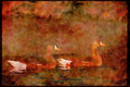 Wading Birds 289088 White fronted Geese A4 Limited Edition Watercolour Print
