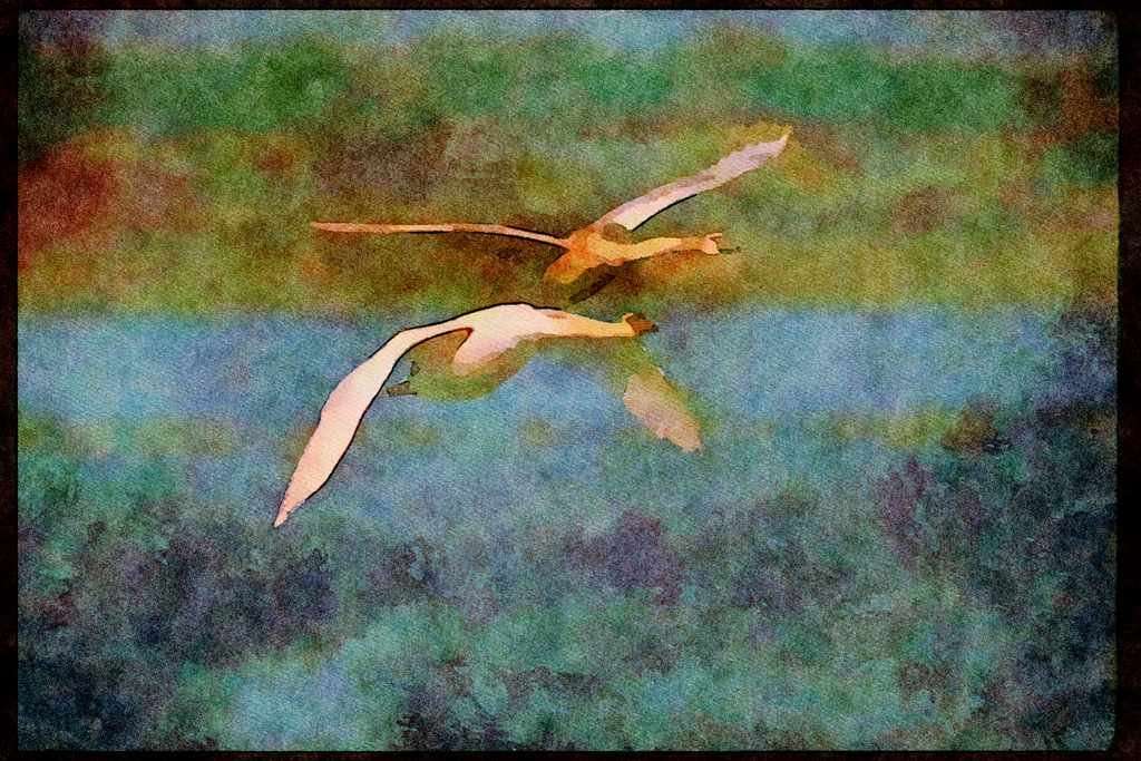 Wading Birds 289090 Mute Swans, In Flight A4 Limited Edition Watercolour Print