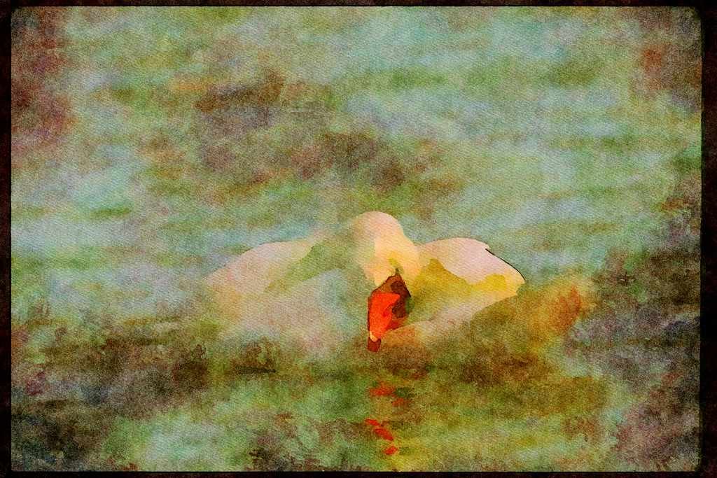 Wading Birds 289091 Mute Swan, Preening A4 Limited Edition Watercolour Print