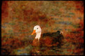 Wading Birds 289092 Blue Goose A4 Limited Edition Watercolour Print