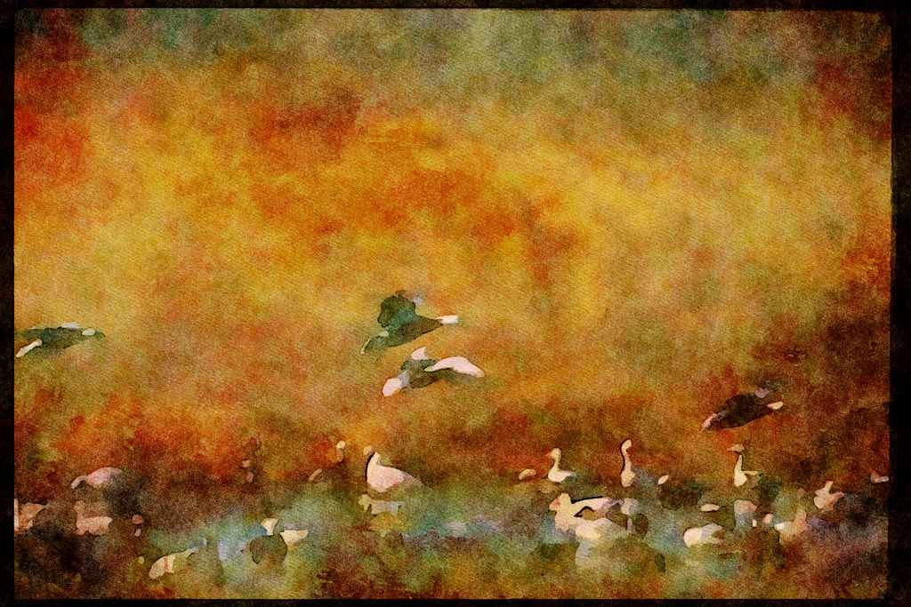 Wading Birds 289093 Blue Geese, Dropping In A4 Limited Edition Watercolour Print