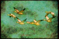 Wading Birds 289095 Snow Geese, In Flight A4 Limited Edition Watercolour Print