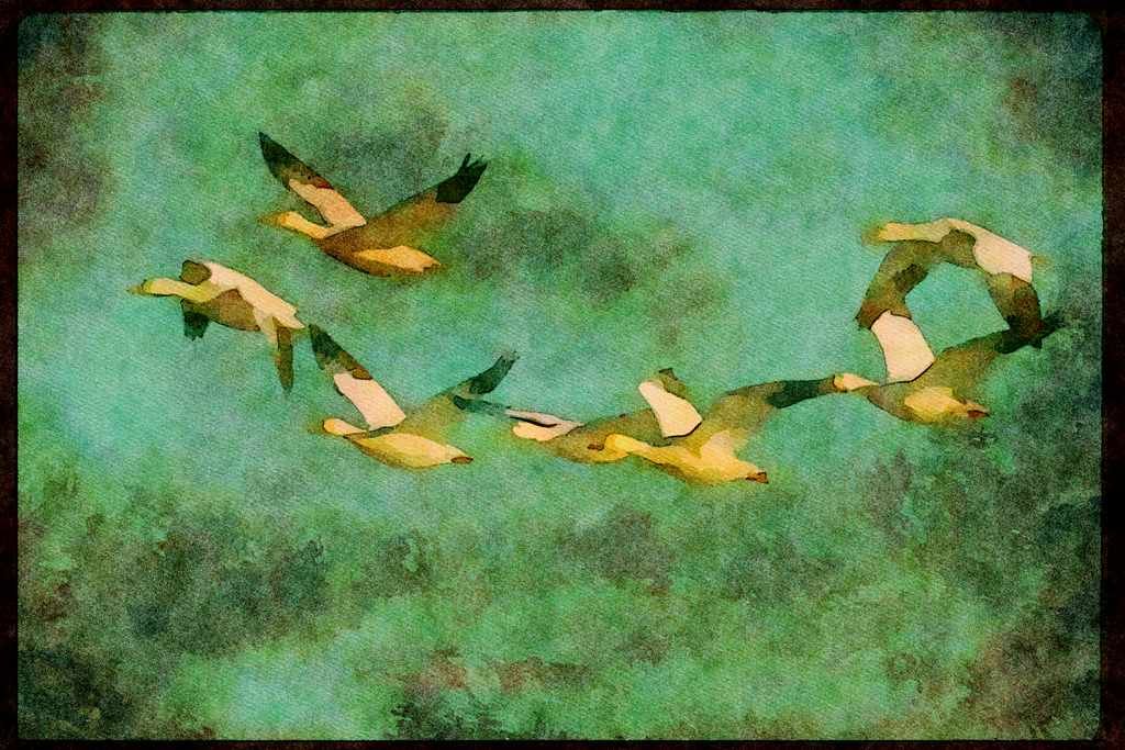 Wading Birds 289095 Snow Geese, In Flight A4 Limited Edition Watercolour Print