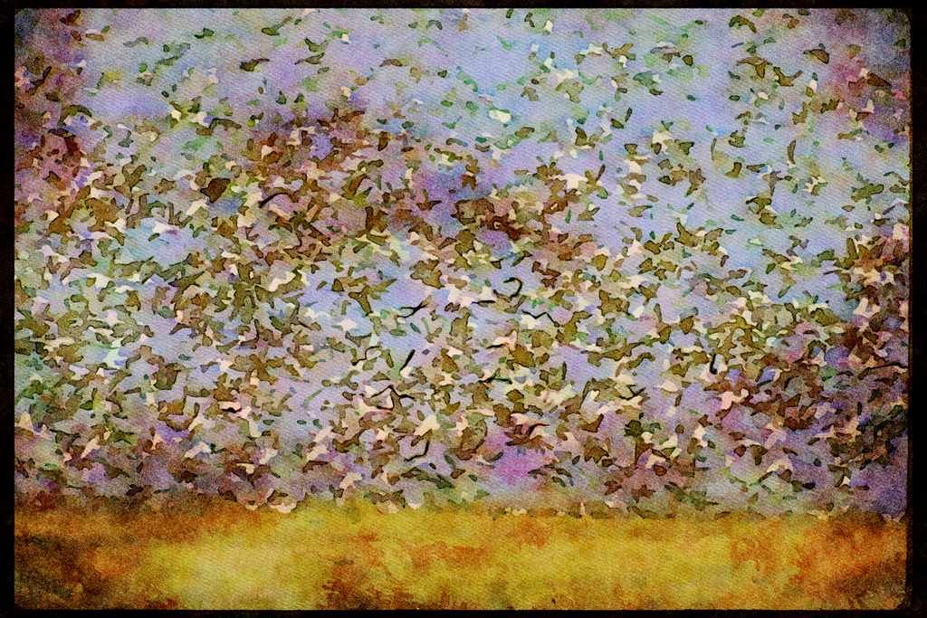 Wading Birds 289097 Snow And Blue Geese, Huge Gaggle In Flight A4 Limited Edition Watercolour Print