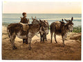 Waiting for a job donkeys Vintage A4 Photo Print