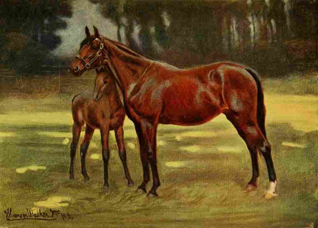 Walker John Hanson Horse 1911 Perdita with Persimmon A4 Photo Print