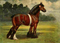 Walker John Hanson Horse 1911 Shire stallion A4 Photo Print