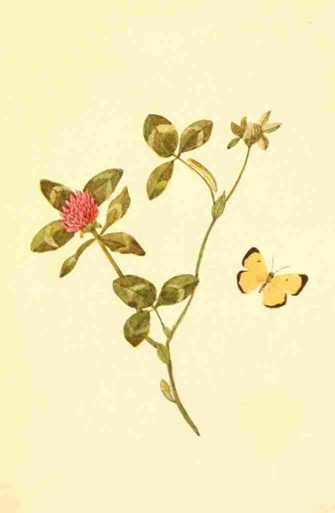 Walker Mary E Butterflies 1923 Clouded Sulphur Butterfly A4 Photo Print