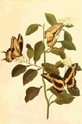 Walker Mary E Butterflies 1923 Giant Swallowtails A4 Photo Print