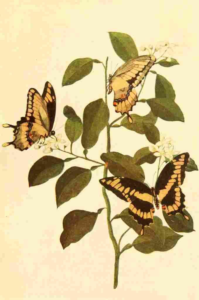 Walker Mary E Butterflies 1923 Giant Swallowtails A4 Photo Print
