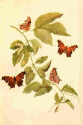 Walker Mary E Butterflies 1923 The Hop Merchant A4 Photo Print
